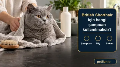 British Shorthair için hangi şampuan kullanılmalıdır?