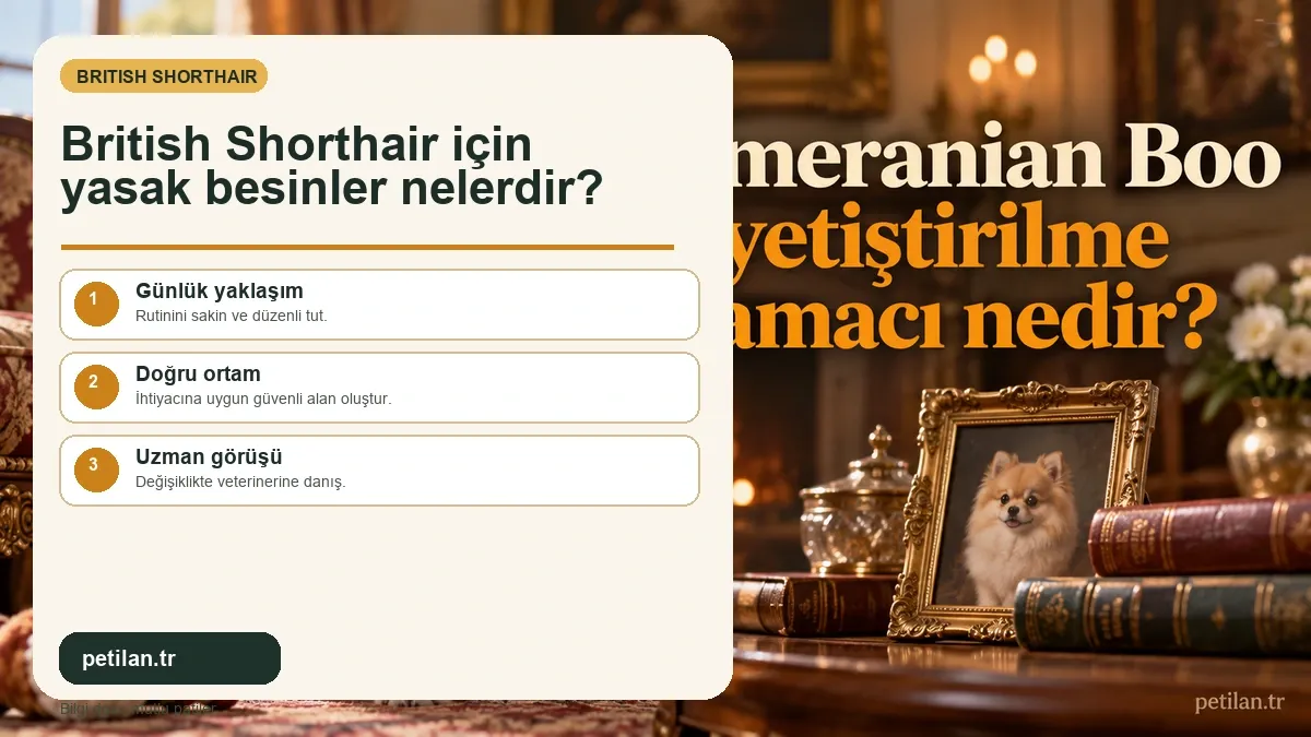 British Shorthair için yasak besinler nelerdir?