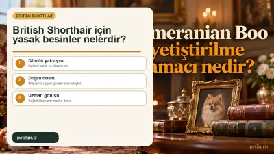 British Shorthair için yasak besinler nelerdir?