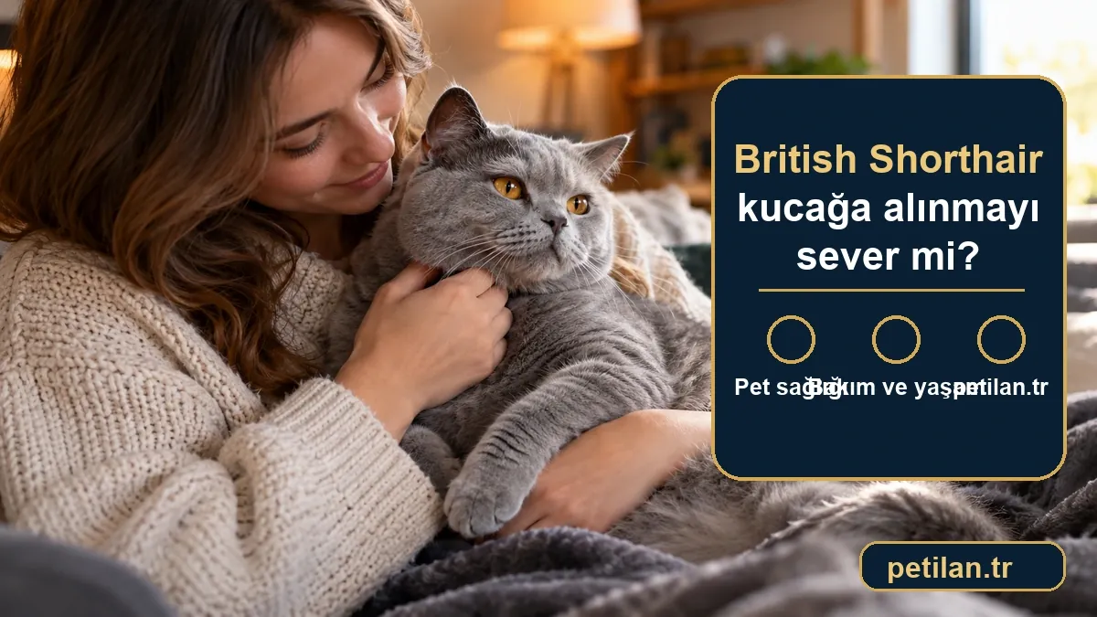 British Shorthair kucağa alınmayı sever mi?