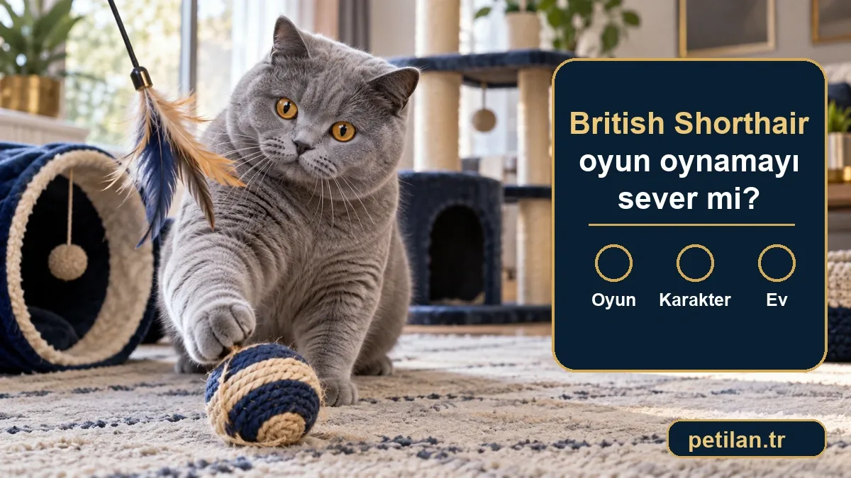 British Shorthair oyun oynamayı sever mi?