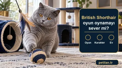 British Shorthair oyun oynamayı sever mi?