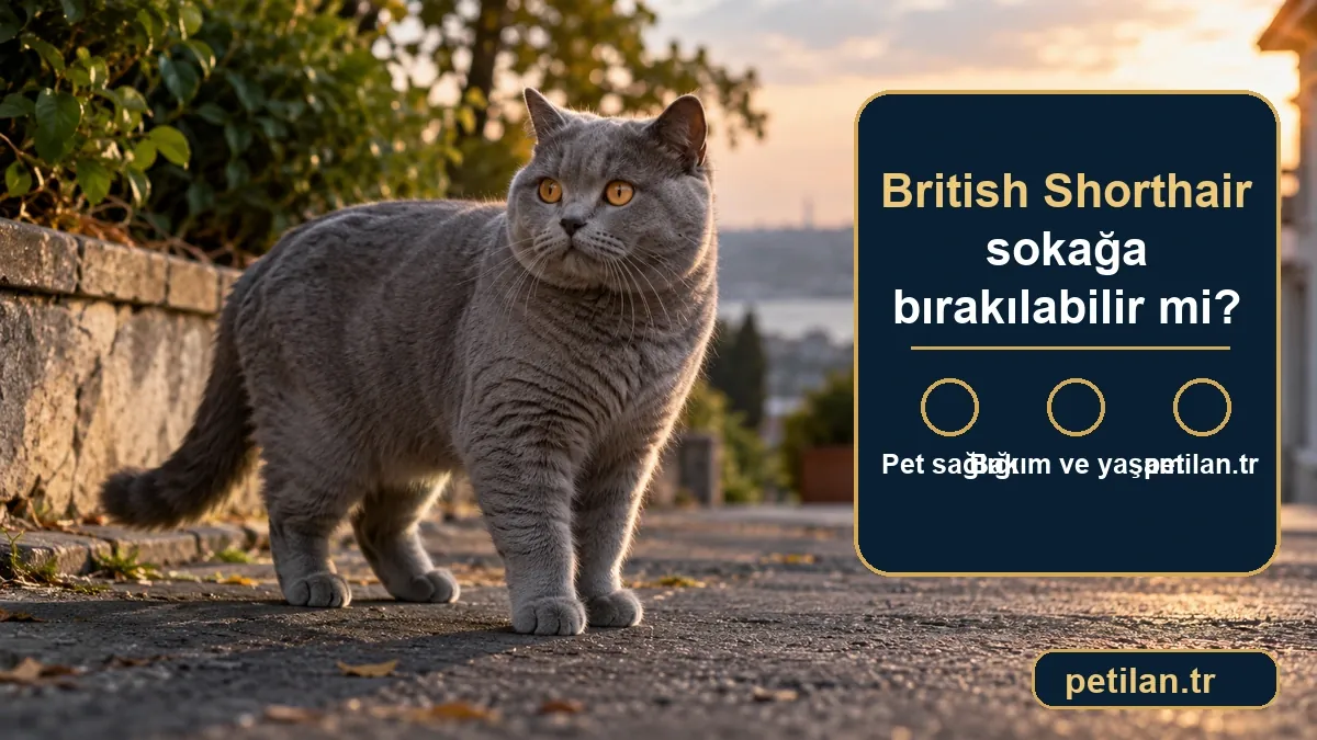 British Shorthair sokağa bırakılabilir mi?