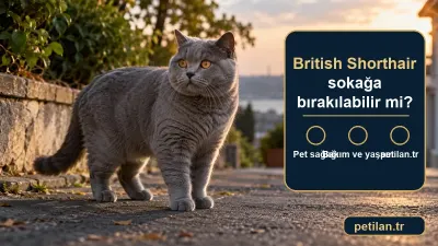 British Shorthair sokağa bırakılabilir mi?