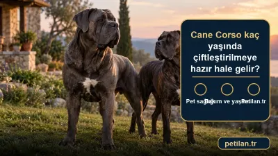 Cane Corso kaç yaşında çiftleştirilmeye hazır hale gelir?