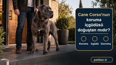 Cane Corso'nun koruma içgüdüsü doğuştan mıdır?