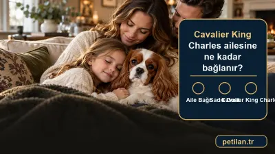 Cavalier King Charles ailesine ne kadar bağlanır?