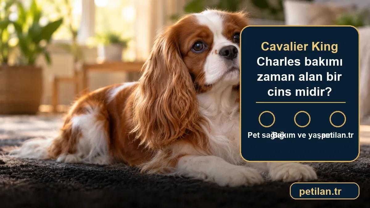 Cavalier King Charles bakımı zaman alan bir cins midir?