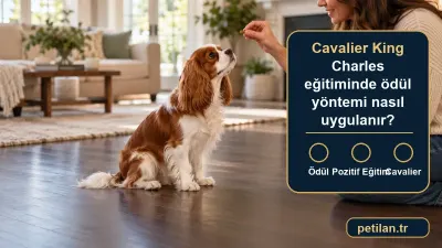 Cavalier King Charles eğitiminde ödül yöntemi nasıl uygulanır?