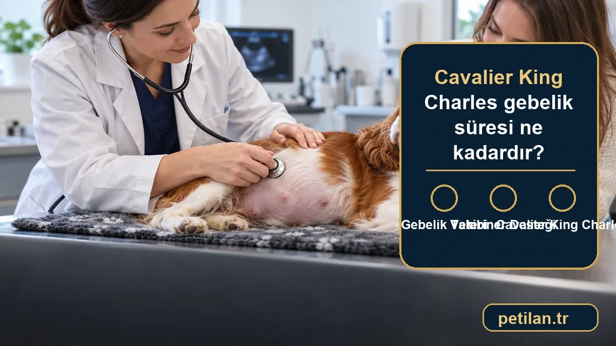 Cavalier King Charles gebelik süresi ne kadardır?