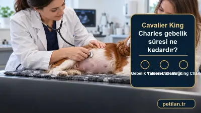 Cavalier King Charles gebelik süresi ne kadardır?