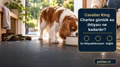 Cavalier King Charles günlük su ihtiyacı ne kadardır?