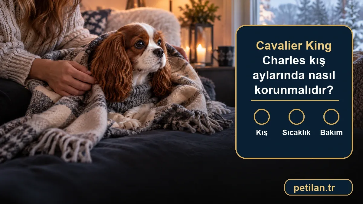 Cavalier King Charles kış aylarında nasıl korunmalıdır?