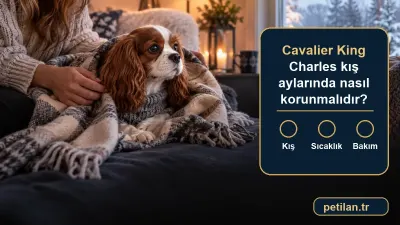 Cavalier King Charles kış aylarında nasıl korunmalıdır?