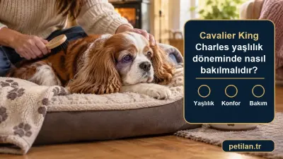 Cavalier King Charles yaşlılık döneminde nasıl bakılmalıdır?