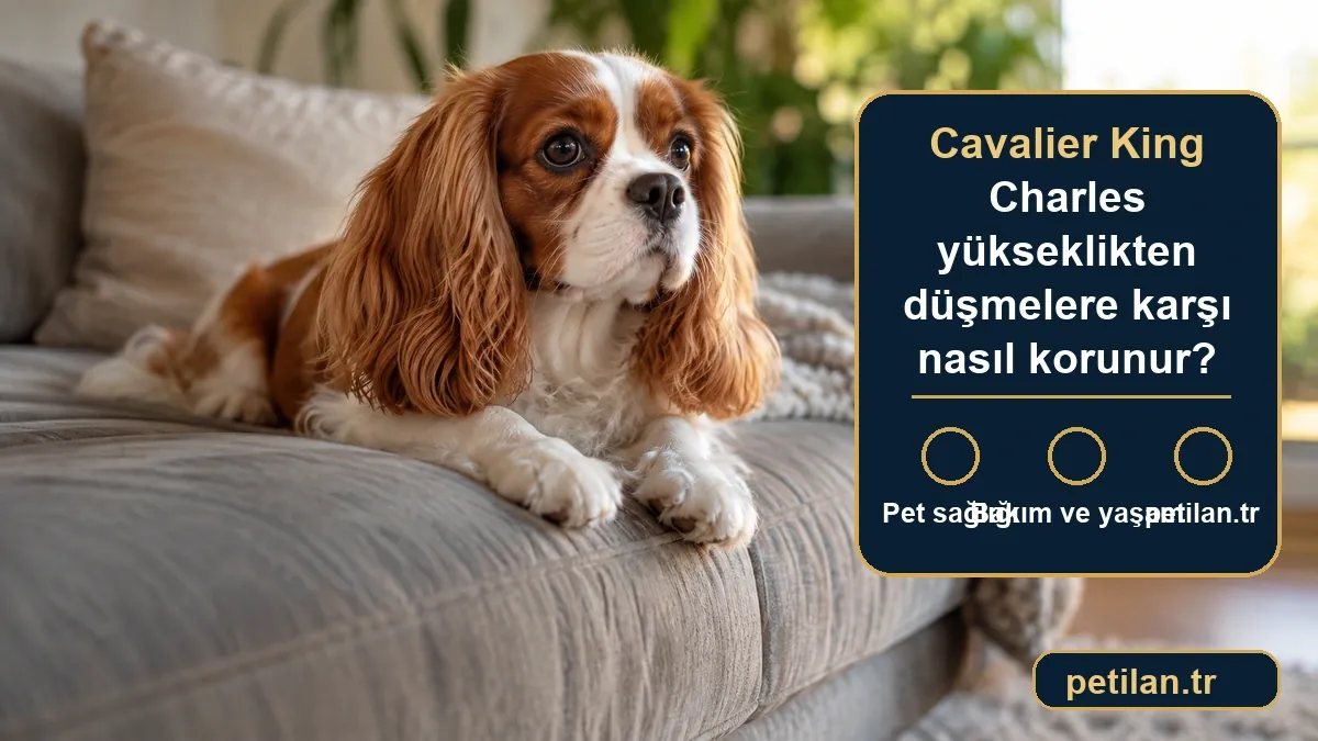 Cavalier King Charles yükseklikten düşmelere karşı nasıl korunur?