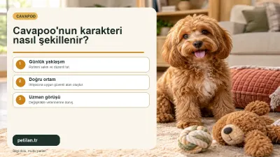 Cavapoo'nun karakteri nasıl şekillenir?