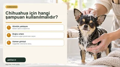 Chihuahua için hangi şampuan kullanılmalıdır?