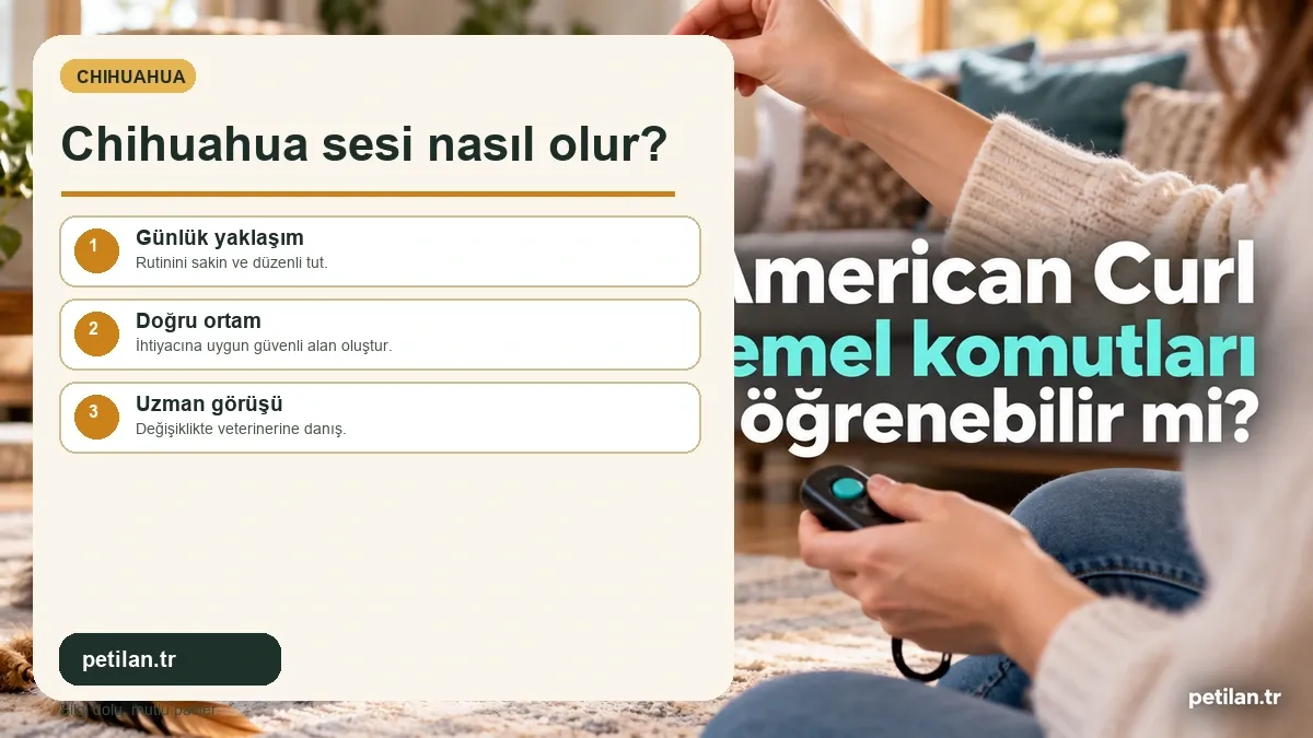 Chihuahua sesi nasıl olur?