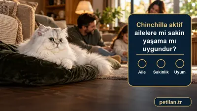 Chinchilla aktif ailelere mi sakin yaşama mı uygundur?