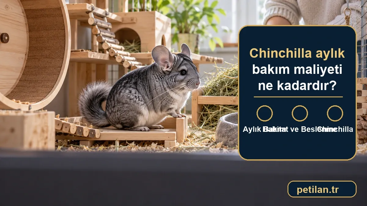 Chinchilla aylık bakım maliyeti ne kadardır?
