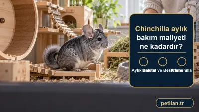 Chinchilla aylık bakım maliyeti ne kadardır?