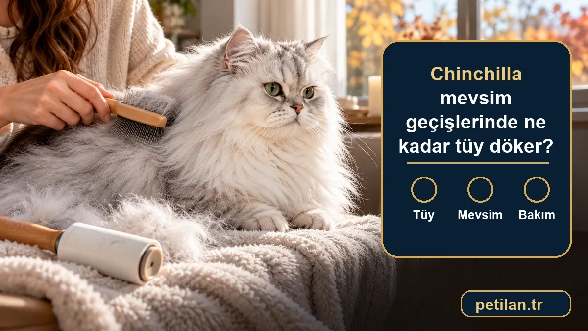 Chinchilla mevsim geçişlerinde ne kadar tüy döker?