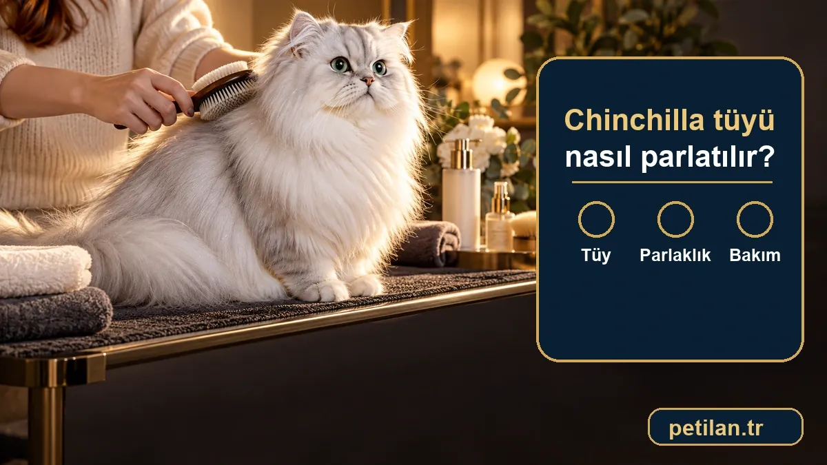 Chinchilla tüyü nasıl parlatılır?