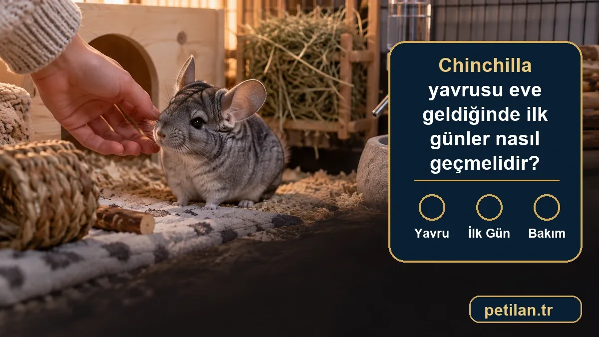 Chinchilla yavrusu eve geldiğinde ilk günler nasıl geçmelidir?