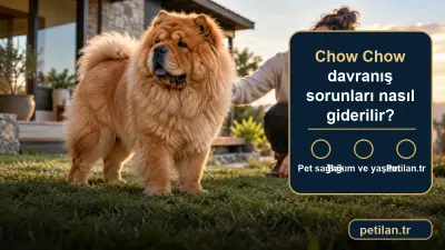 Chow Chow davranış sorunları nasıl giderilir?
