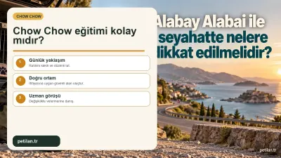 Chow Chow eğitimi kolay mıdır?