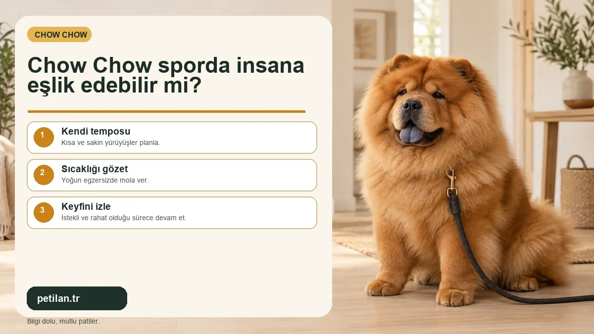 Chow Chow sporda insana eşlik edebilir mi?