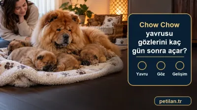 Chow Chow yavrusu gözlerini kaç gün sonra açar?