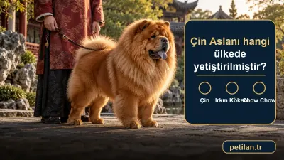 Çin Aslanı hangi ülkede yetiştirilmiştir?
