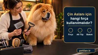 Çin Aslanı için hangi fırça kullanılmalıdır?
