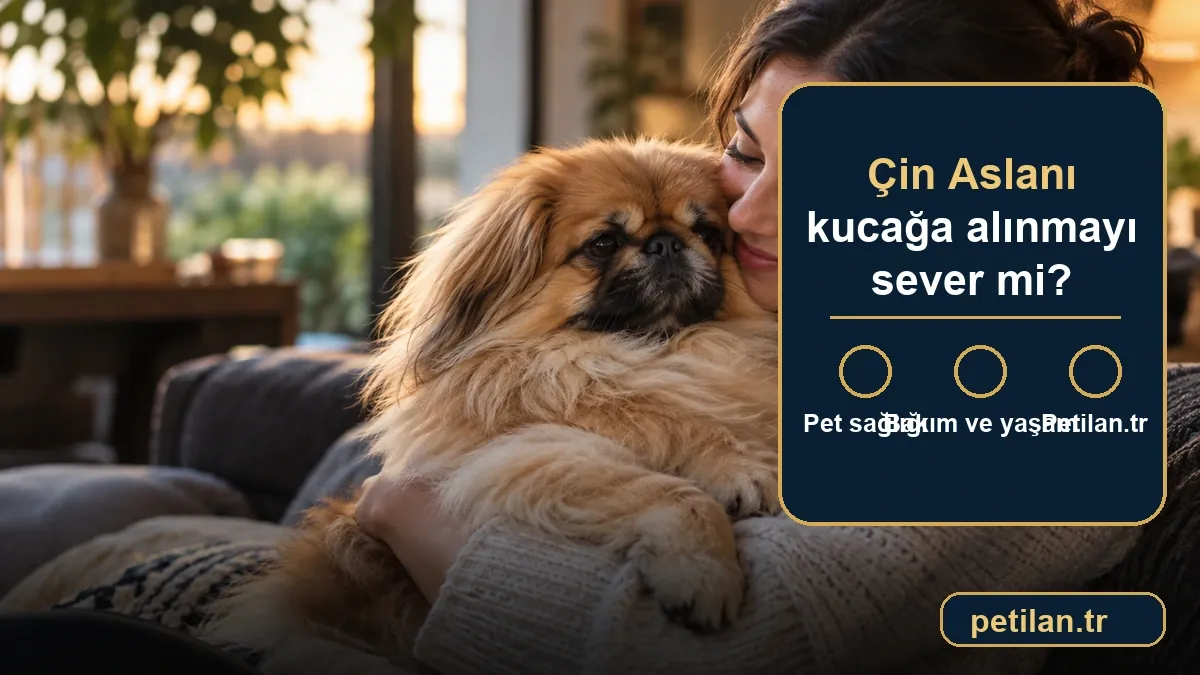 Çin Aslanı kucağa alınmayı sever mi?