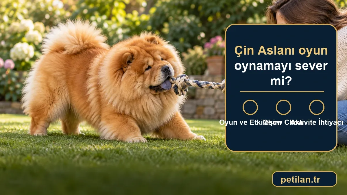 Çin Aslanı oyun oynamayı sever mi?