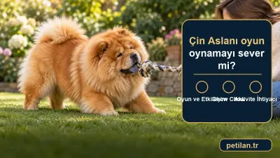 Çin Aslanı oyun oynamayı sever mi?