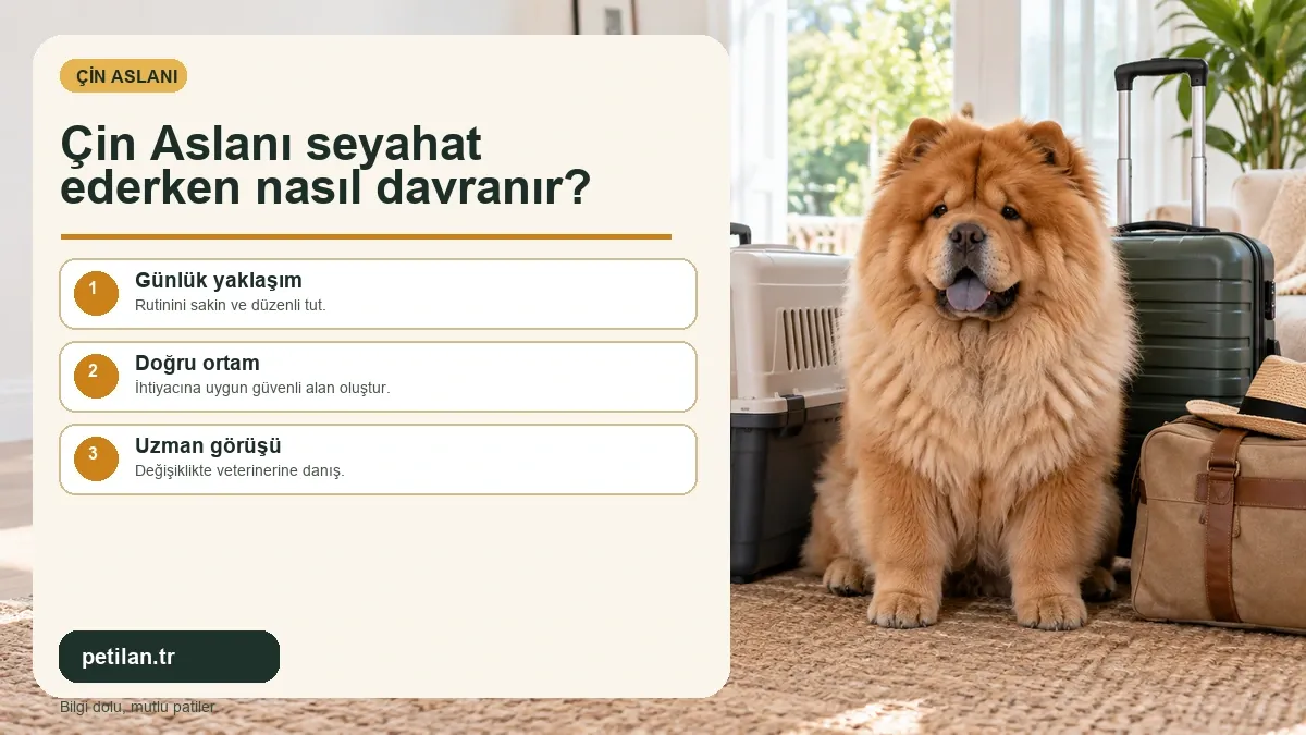 Çin Aslanı seyahat ederken nasıl davranır?