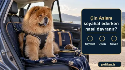 Çin Aslanı seyahat ederken nasıl davranır?