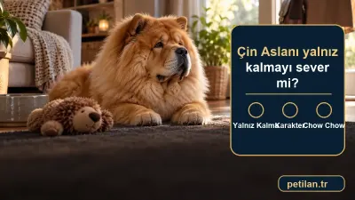 Çin Aslanı yalnız kalmayı sever mi?