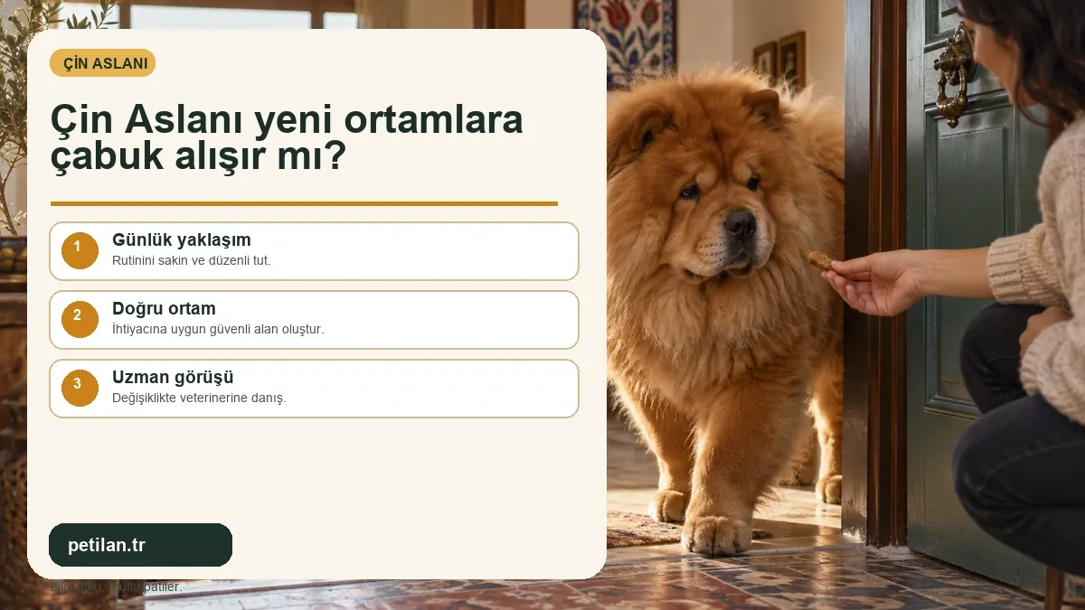 Çin Aslanı yeni ortamlara çabuk alışır mı?