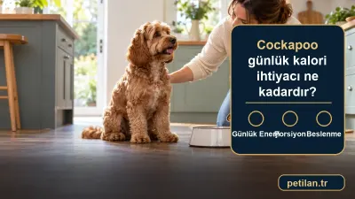 Cockapoo günlük kalori ihtiyacı ne kadardır?