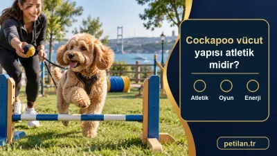 Cockapoo vücut yapısı atletik midir?