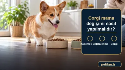 Corgi mama değişimi nasıl yapılmalıdır?