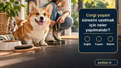 Corgi yaşam süresini uzatmak için neler yapılmalıdır?