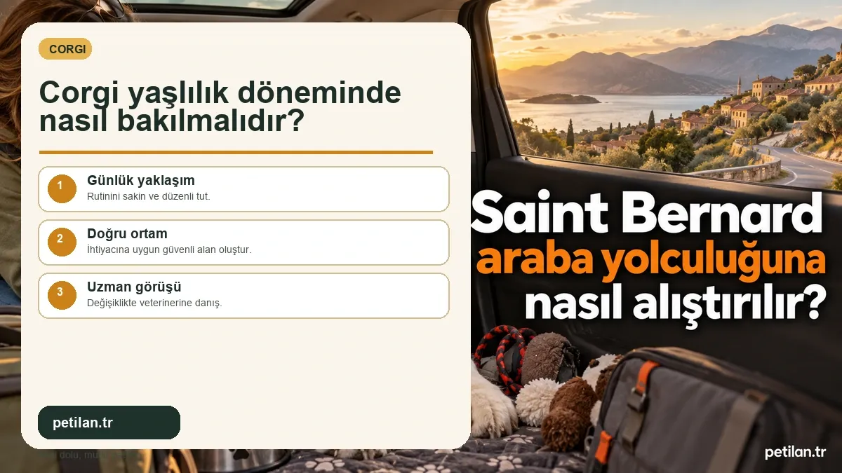 Corgi yaşlılık döneminde nasıl bakılmalıdır?