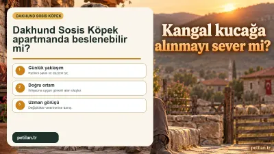 Dakhund Sosis Köpek apartmanda beslenebilir mi?