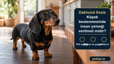 Dakhund Sosis Köpek beslenmesinde insan yemeği verilmeli midir?