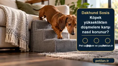 Dakhund Sosis Köpek yükseklikten düşmelere karşı nasıl korunur?